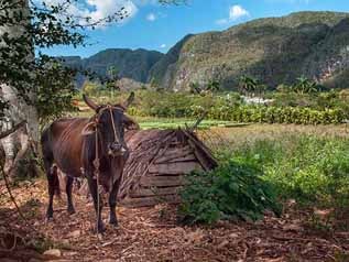 Contrasts of Cuba