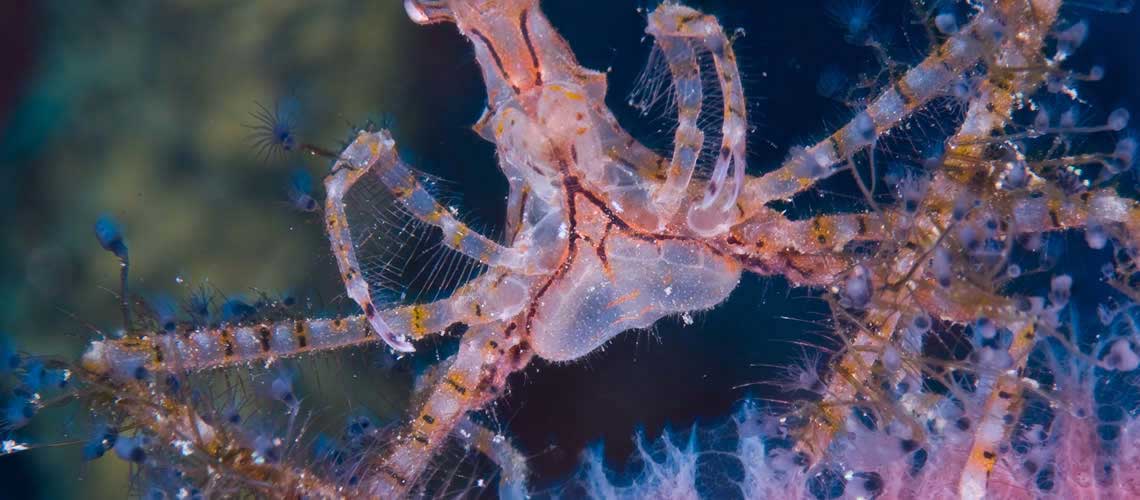 Guardalavaca